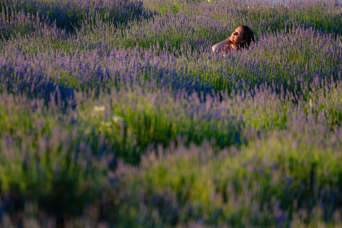 A woman pauses while touring a lavender grove
