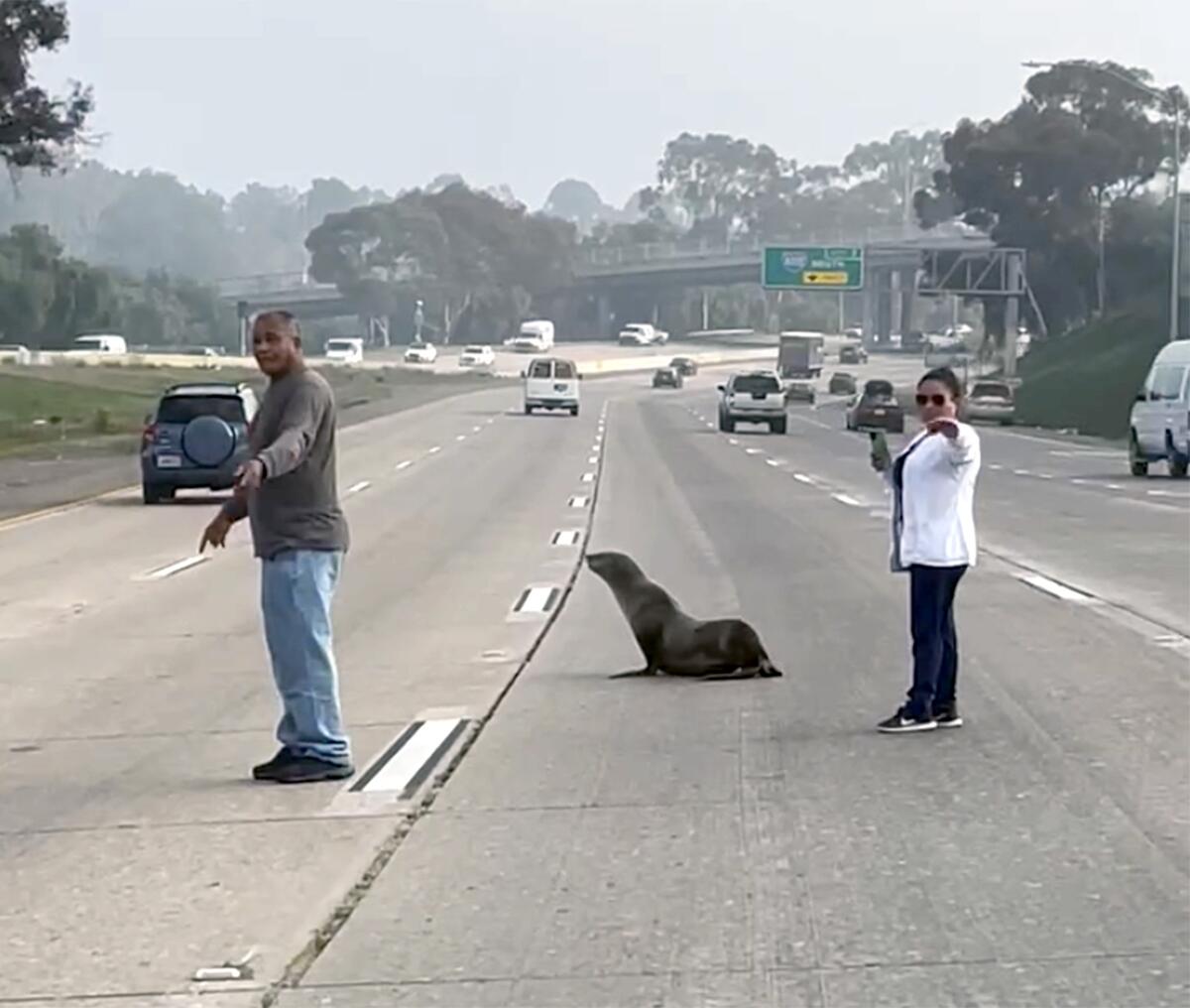 Sea lion found on San Diego freeway