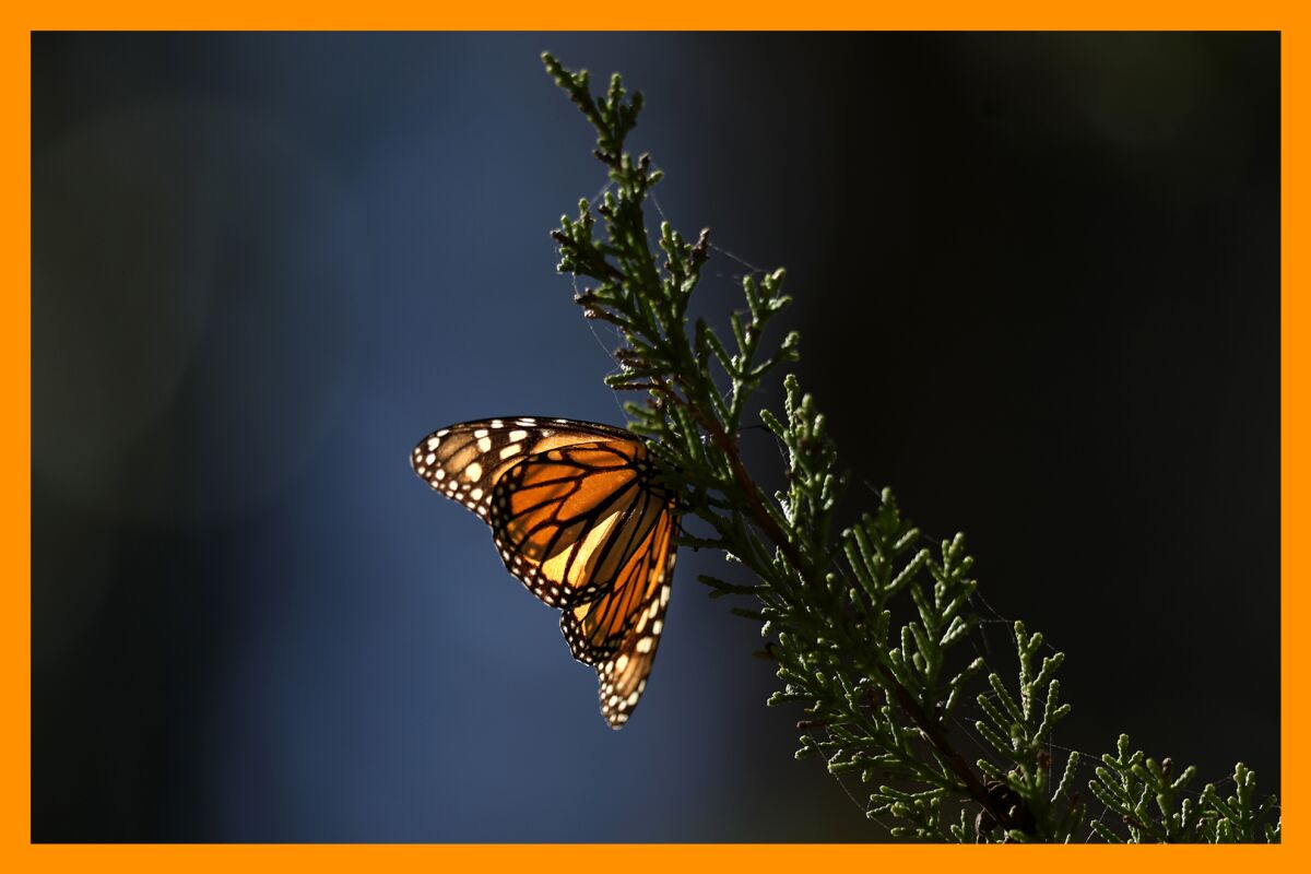 Monarch butterfly on a cyprus tree