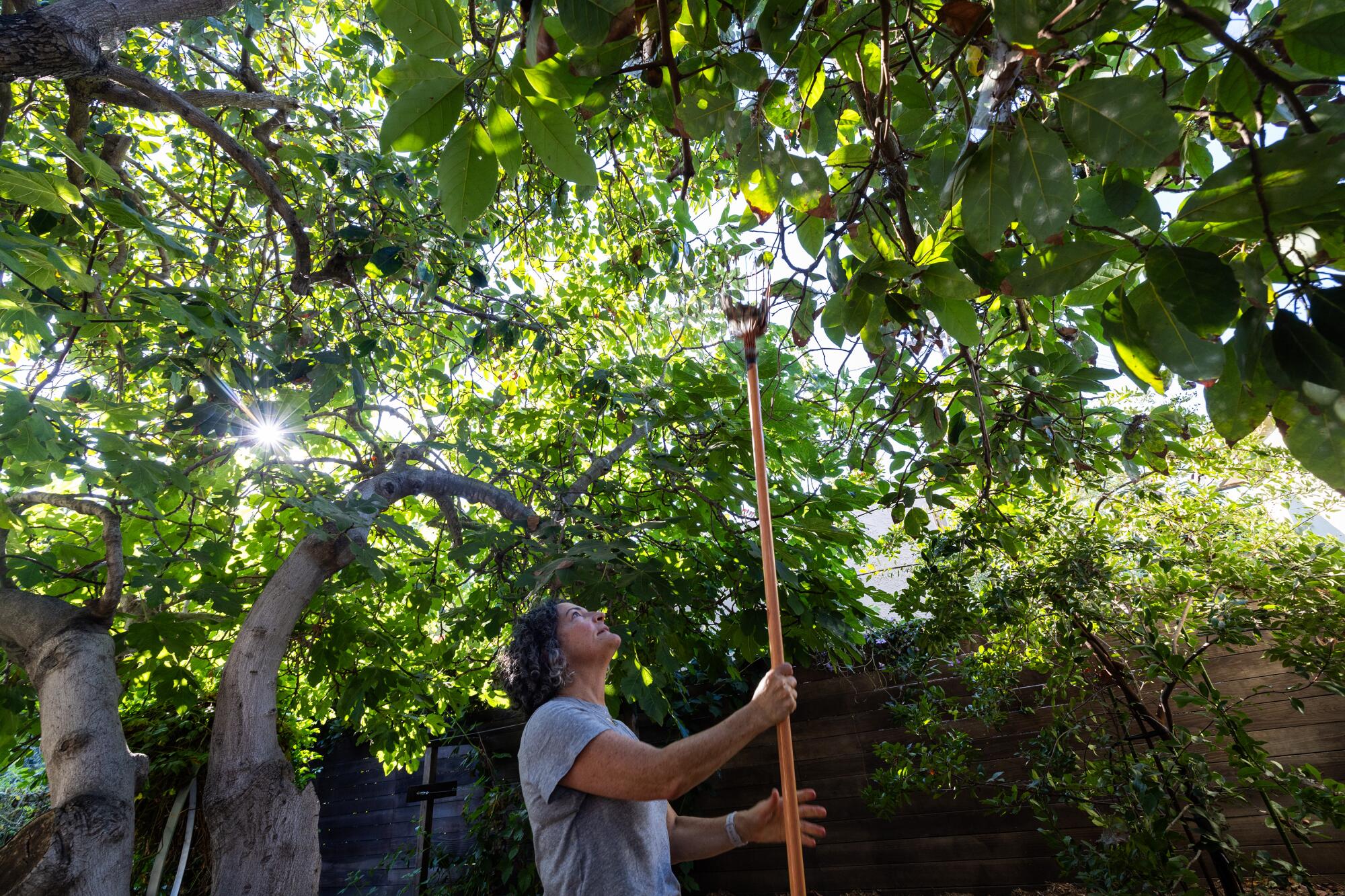 Angel Black recoge aguacates de un árbol en el jardín de su patio trasero.