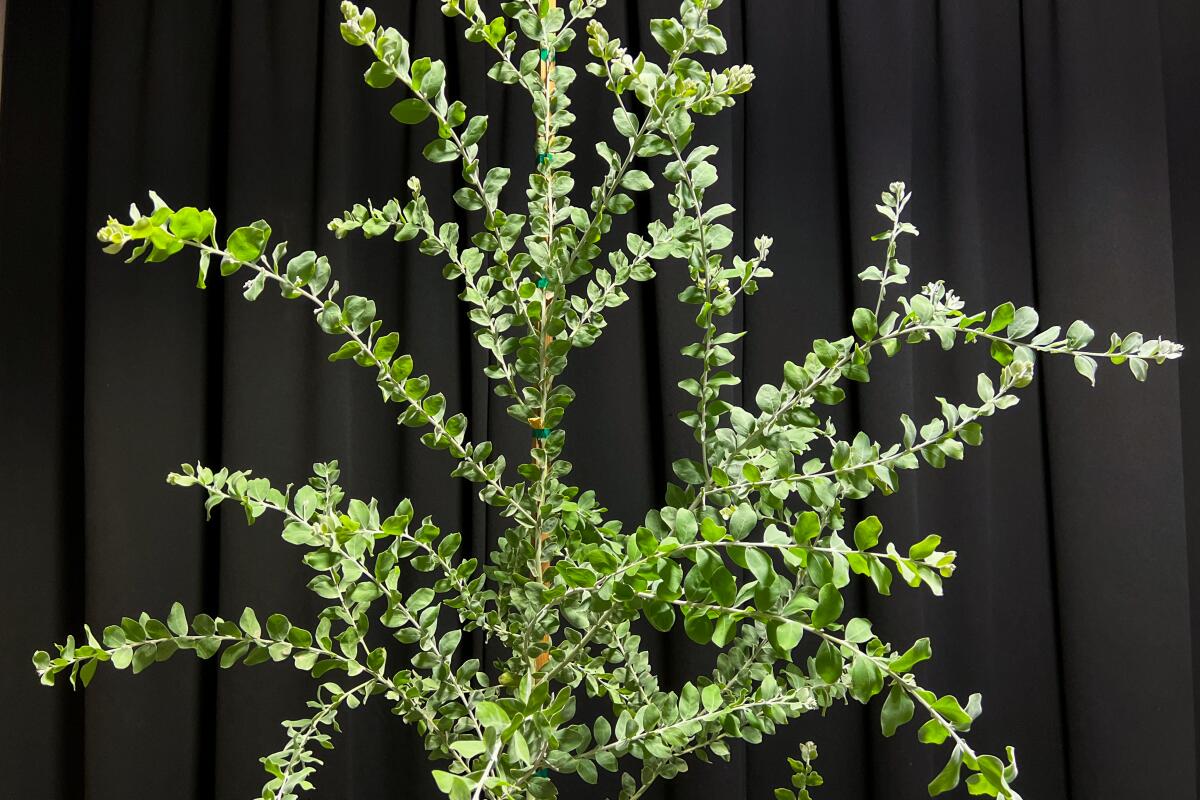 Acacia podalyrifolia (Pearl Acacia), a fast-growing whimsical Australian tree.