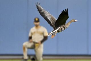 Los Angeles, CA - October 12: A goose flys on the field during the eighth inning in game two of the NLDS between the Los Angeles Dodgers and the San Diego Padres at Dodger Stadium on Wednesday, Oct. 12, 2022 in Los Angeles, CA.(Wally Skalij / Los Angeles Times)