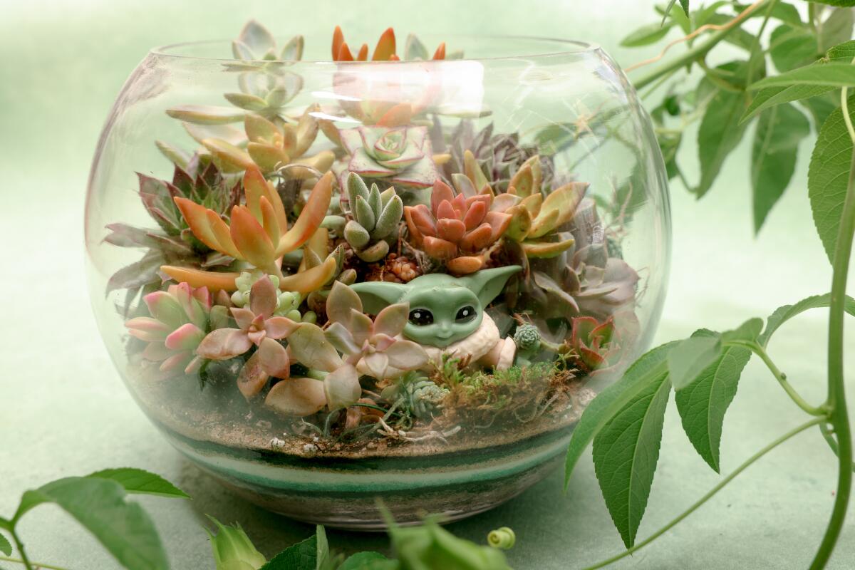 A bowl full of succulents, featuring a Baby Yoda figurine.