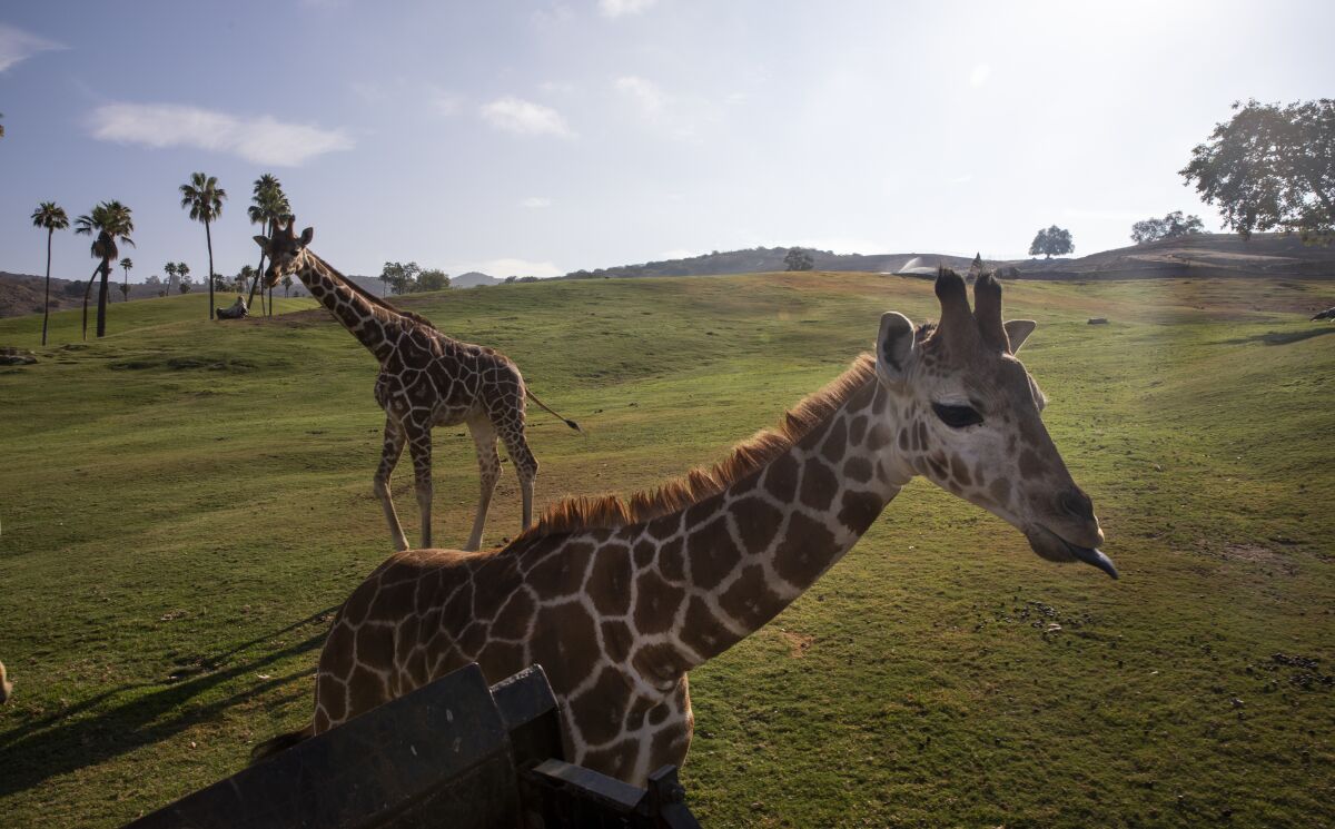 Msituni, front, frolics with a herd of giraffes in the East African habitat at the San Diego Zoo Safari Park