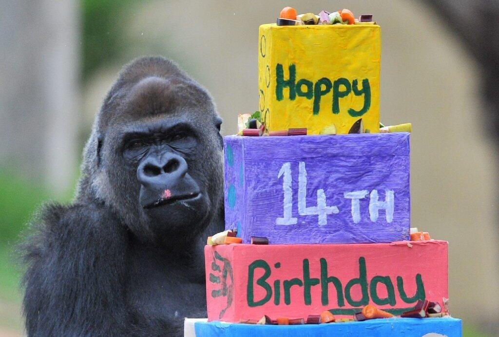 Birthday gorilla