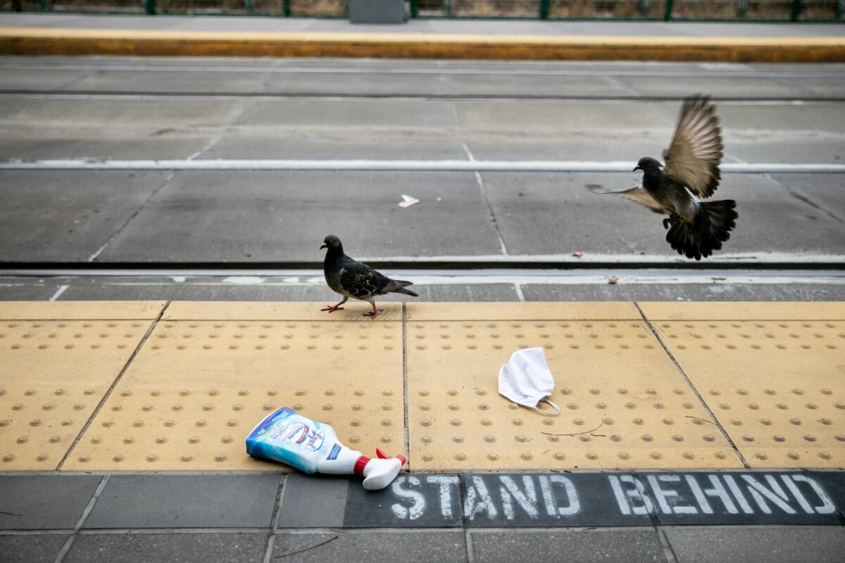 Two pigeons near a discarded Lysol bottle and face mask on ground