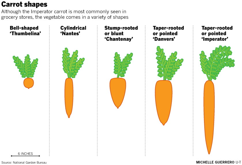 Carrot shapes