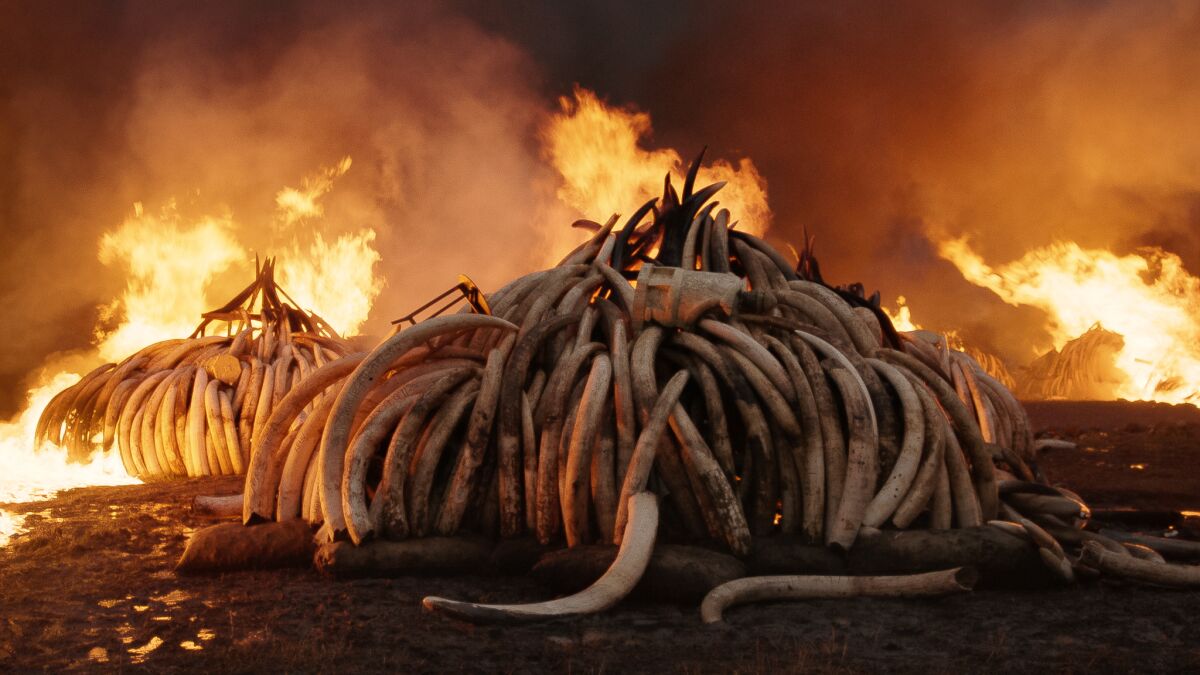 Elephant Tusk Burn, Nairobi National Park, Kenya, 'Anthropocene: The Human Epoch' 