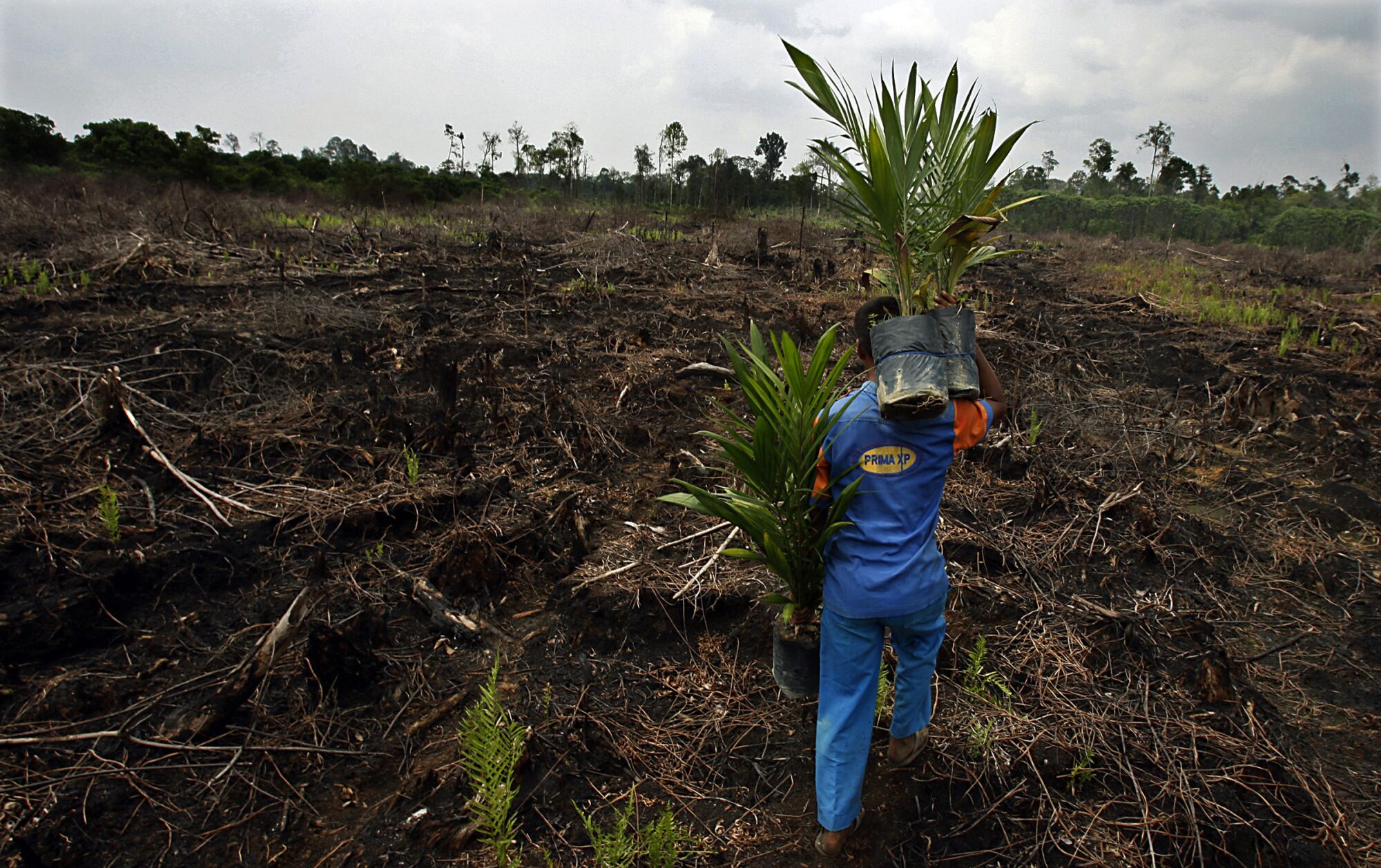A plantation worker carries palm seedlings