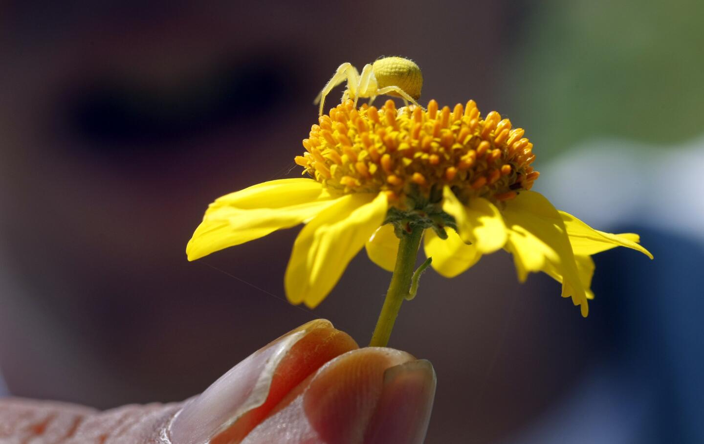 A yellow crab spider inspects a California brittlebush flower in Whitewater Canyon, Calif.