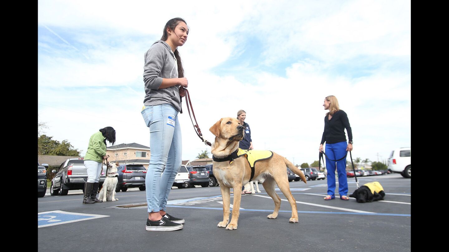 are service dogs in training covered in california