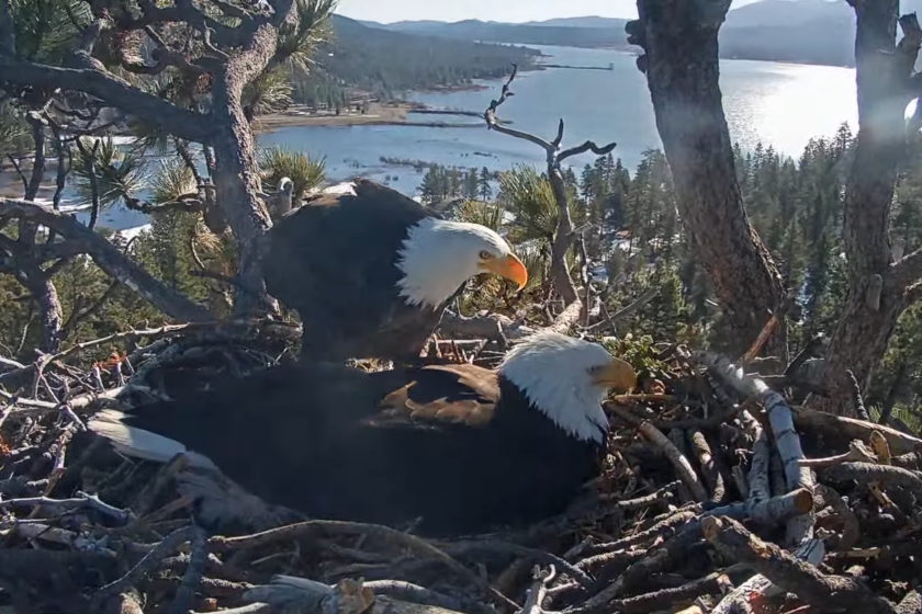 Two eagles on a nest with a mountain lake in the background.