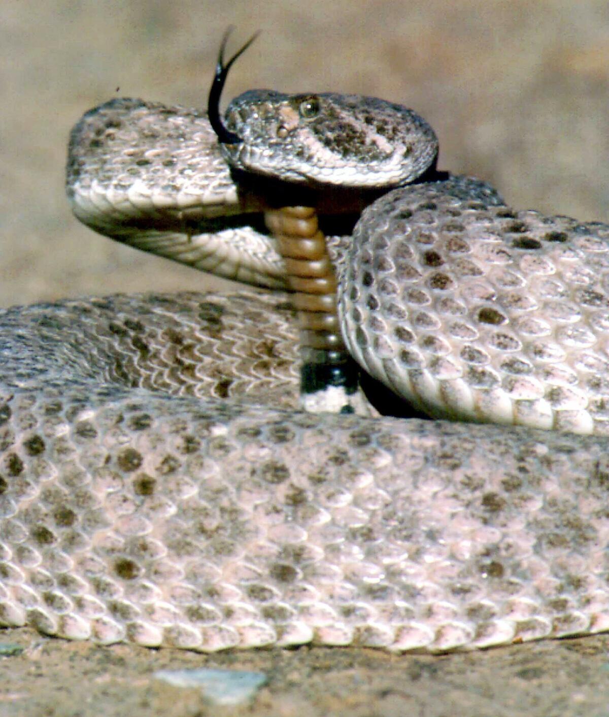 western diamondback rattlesnake venom