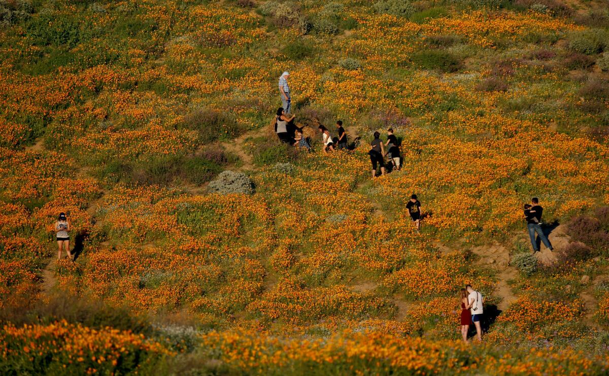 Visitors explore the poppy-filled hillside off Highway 15 in Walker Canyon Temescal Mountains, near Lake Elsinore. (Francine Orr / Los Angeles Times)