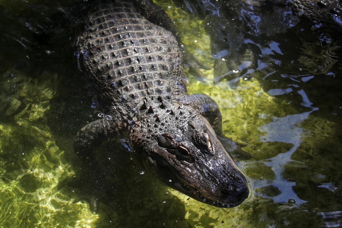 Reggie the alligator lives at the L.A. Zoo.