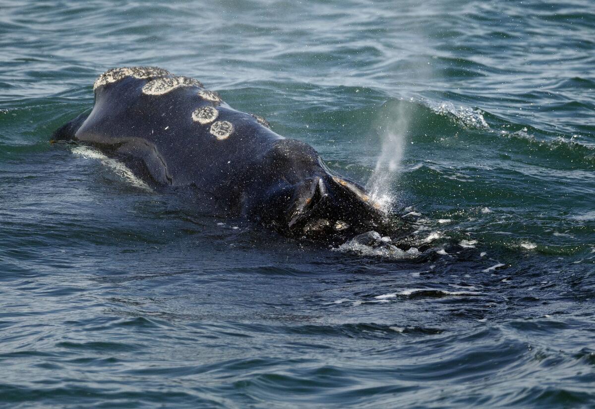 ARCHIVO - Una ballena franca del Atlántico norte se alimenta en la superficie de la bahía de Cape Cod, 