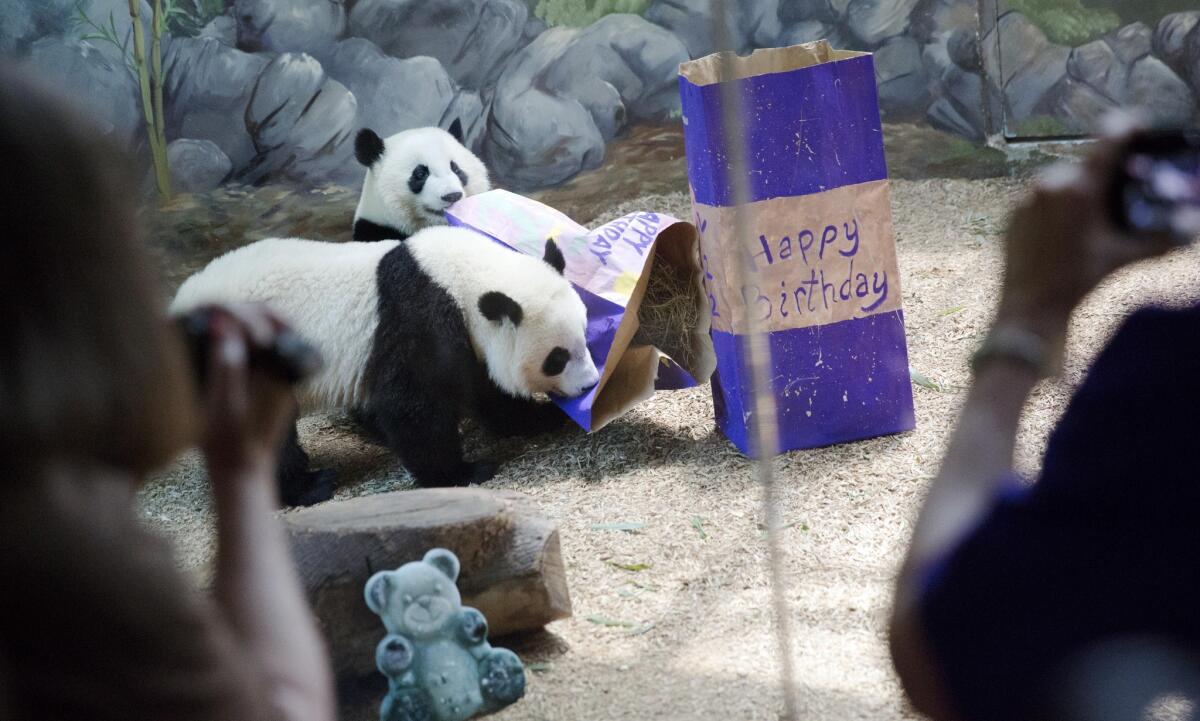 Twin giant panda sisters Mei Huan, rear, and Mei Lun, play with their presents filled with biscuits as they celebrate their second birthday at Zoo Atlanta, Wednesday, July 15, 2015, in Atlanta. The sisters are the only surviving pair of giant panda twins ever born in the U.S. (AP Photo/David Goldman)