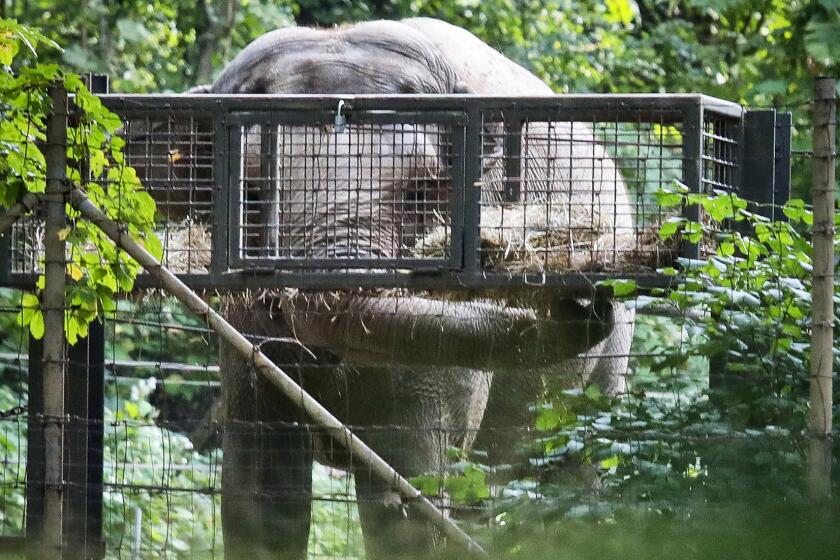 FILE - In this Oct. 2, 2018 file photo, Bronx Zoo elephant "Happy" feeds inside the zoo's Asia habitat in New York. On Tuesday, Feb. 18, 2020, animal rights advocates have lost a bid seeking to get Happy declared to have human-like rights and transferred to a sanctuary, though a judge said the case for sending the pachyderm to a sanctuary was "extremely persuasive." Judge Allison Tuitt dismissed the Nonhuman Rights Project's petition arguing that Happy the elephant is "unlawfully imprisoned" at the zoo where she has lived since 1977. (AP Photo/Bebeto Matthews, File)