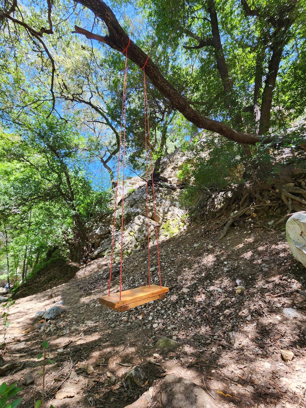 A photograph of a swing on a tree on the Millard Falls hiking trail.
