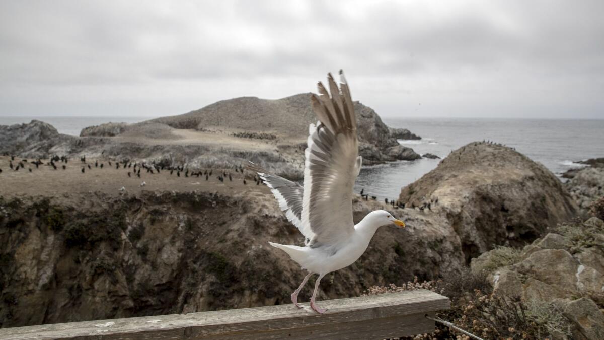 A seagull takes flight from the Bird Island Trail at Point Lobos State Natural Reserve on the Big Sur coast along Highway 1.