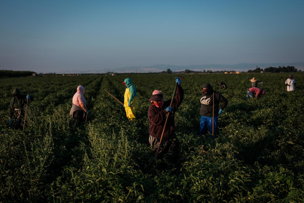 Farmworkers labor in a tomato field in San Joaquin County on July 24. 