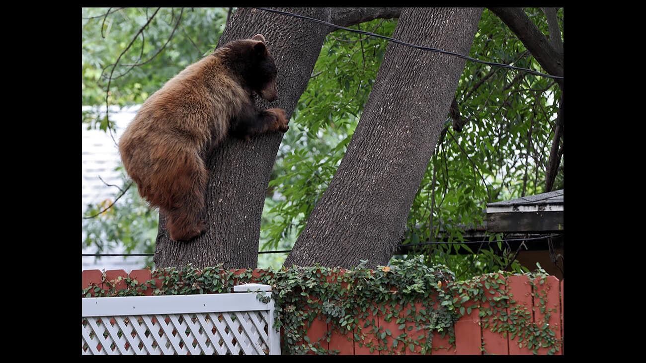 Photo Gallery: Young black bear causes stir in local neighborhood