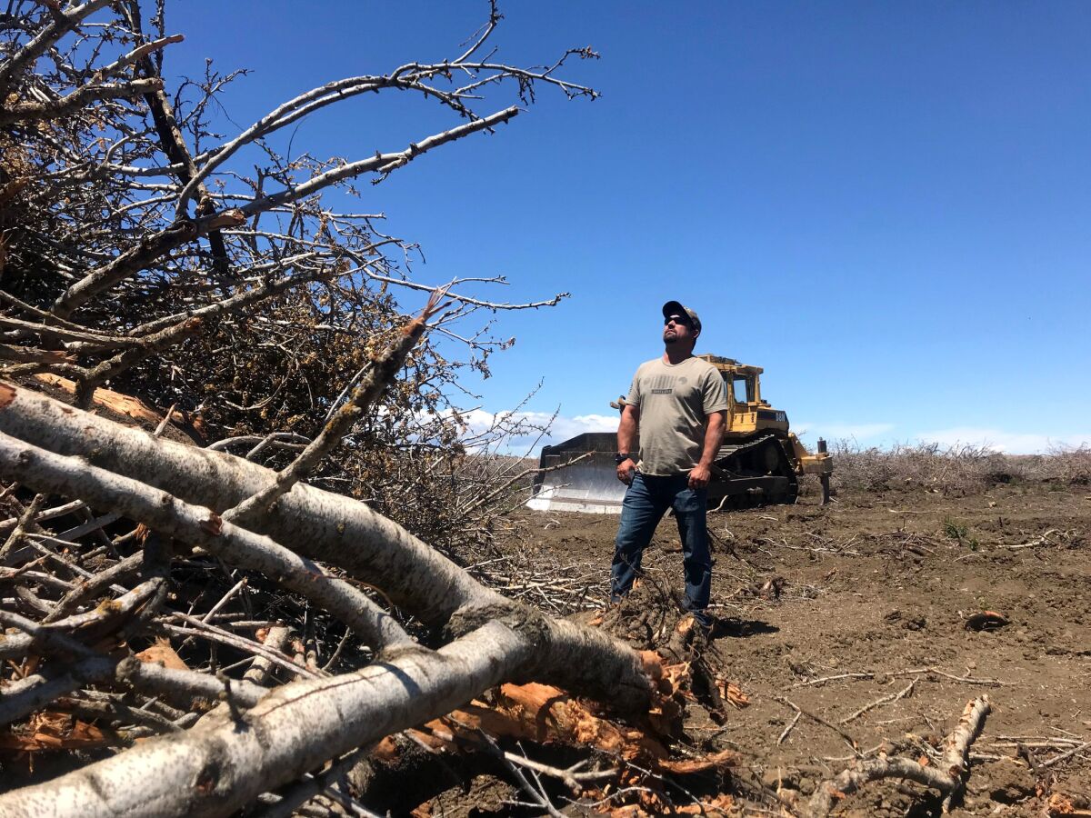 A man looks up at a giant pile of cut-down trees and branches