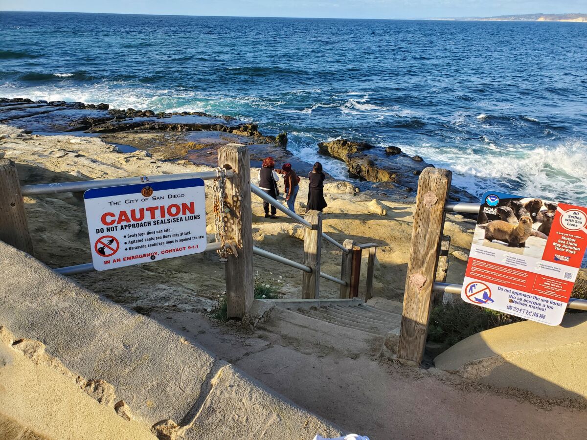 Visitors used the access stairs — which were locked during the seasonal closure — to reach the Point La Jolla bluffs Nov. 2.
