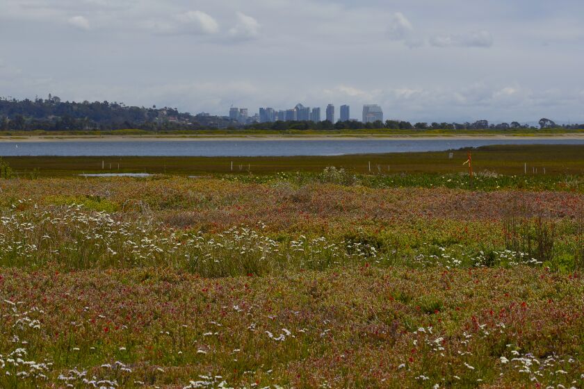 Kendall-Frost Mission Bay Marsh Reserve on the corner of Pacific Beach Drive and Crown Point Drive.