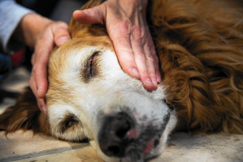 Annette Ramseyer massages 12-year-old golden retriever Ling Ling, who has arthritis, knee and hip issues, during a session in La Cañada Flintridge.