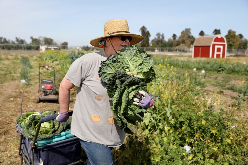 FRESNO, CA - APRIL 10: Sherril (cq) Wells, 62, of Fresno, harvest famosa cabbage and other vegetables planted by her late husband Rodney Wells, at the African American Farmers of California (AAFC) community farm land on Saturday, April 10, 2021 in Fresno, CA. Sherrill and Rodney, who died of a heart attack at 65-years-old in December 2020, couldn't seem to make money farming but they really enjoyed it so they decided to grow food to give away. (Gary Coronado / Los Angeles Times)
