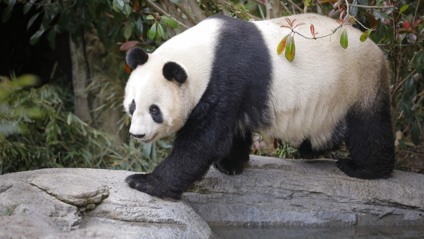 panda sitting front view