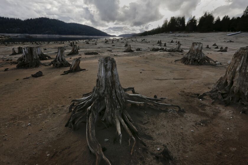 As Huntington Lake recedes, tree stumps are left exposed. The reservoir is part of the San Joaquin River watershed.