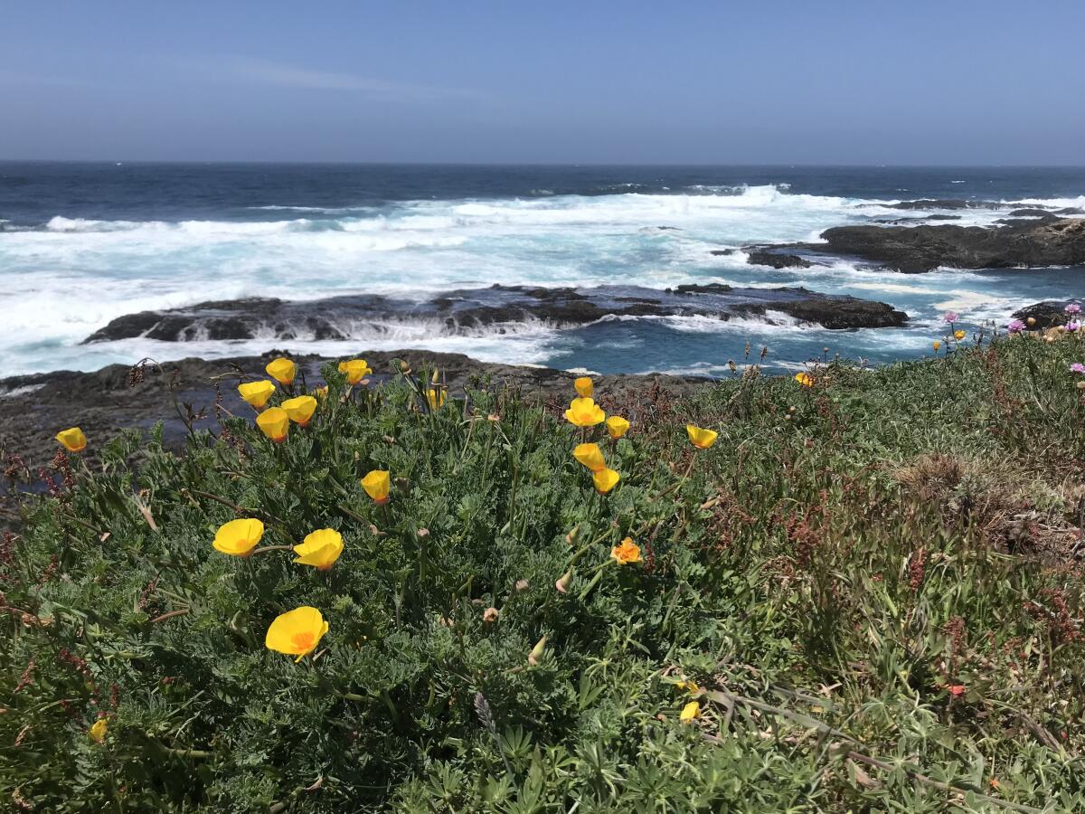 Yellow flowers and plants appear on a shoreline, with waves and the ocean in the background.