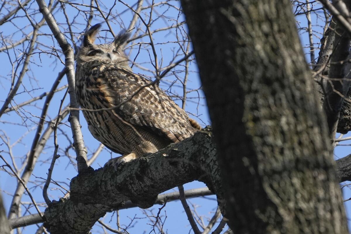 A Eurasian eagle-owl sits in a tree in New York's Central Park.