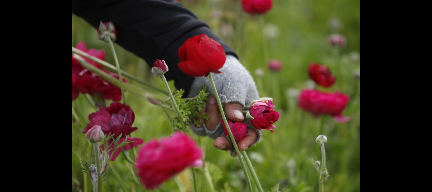 The Flower Fields of Carlsbad