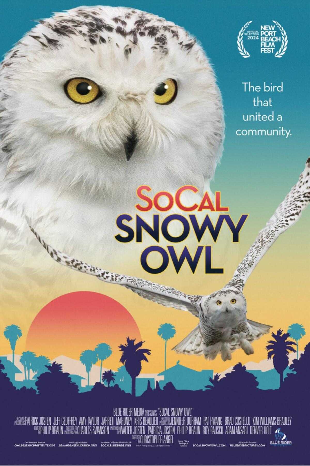 "SoCal Snowy Owl" documents the rare bird's appearance in Orange County and debuts Friday at the Newport Beach Film Festival.