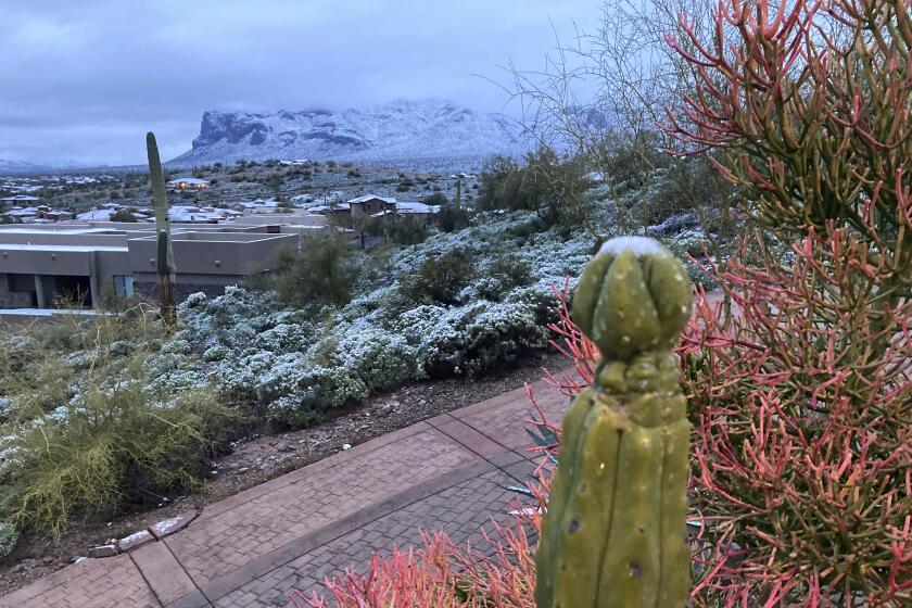 lLa nieve cubre arbustos y un cactus, jueves 2 de marzo de 2023, al este de Phoenix, Arizona. (AP Foto/Kevin Nunn)