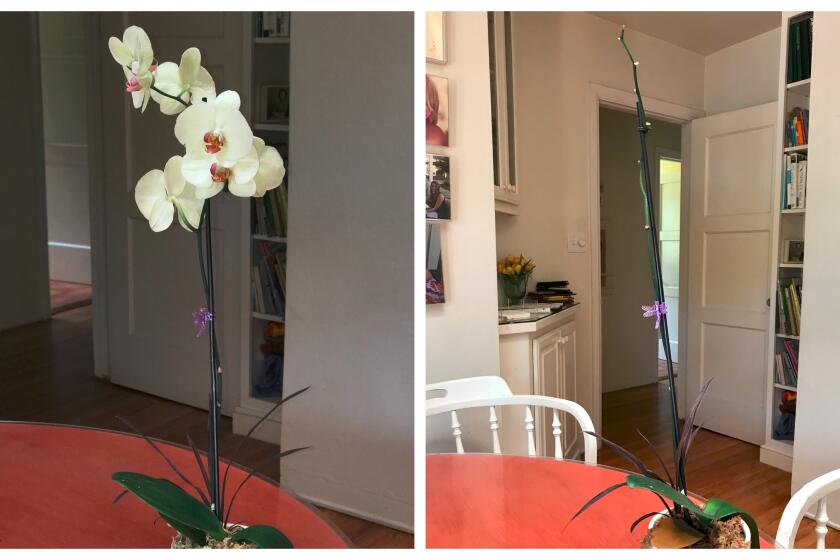 Before-and-after photos show Inga's gift orchid on Day 1 (left) and Day 37.