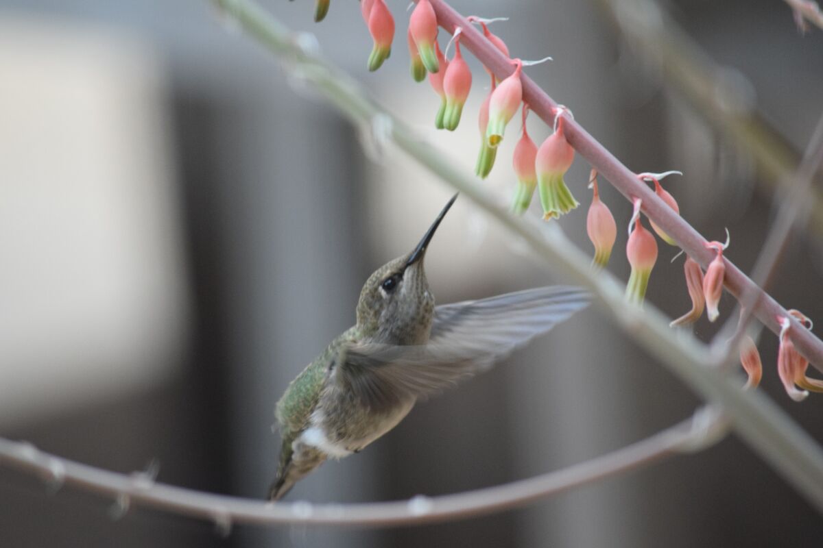 A view of Anna's Hummingbird.