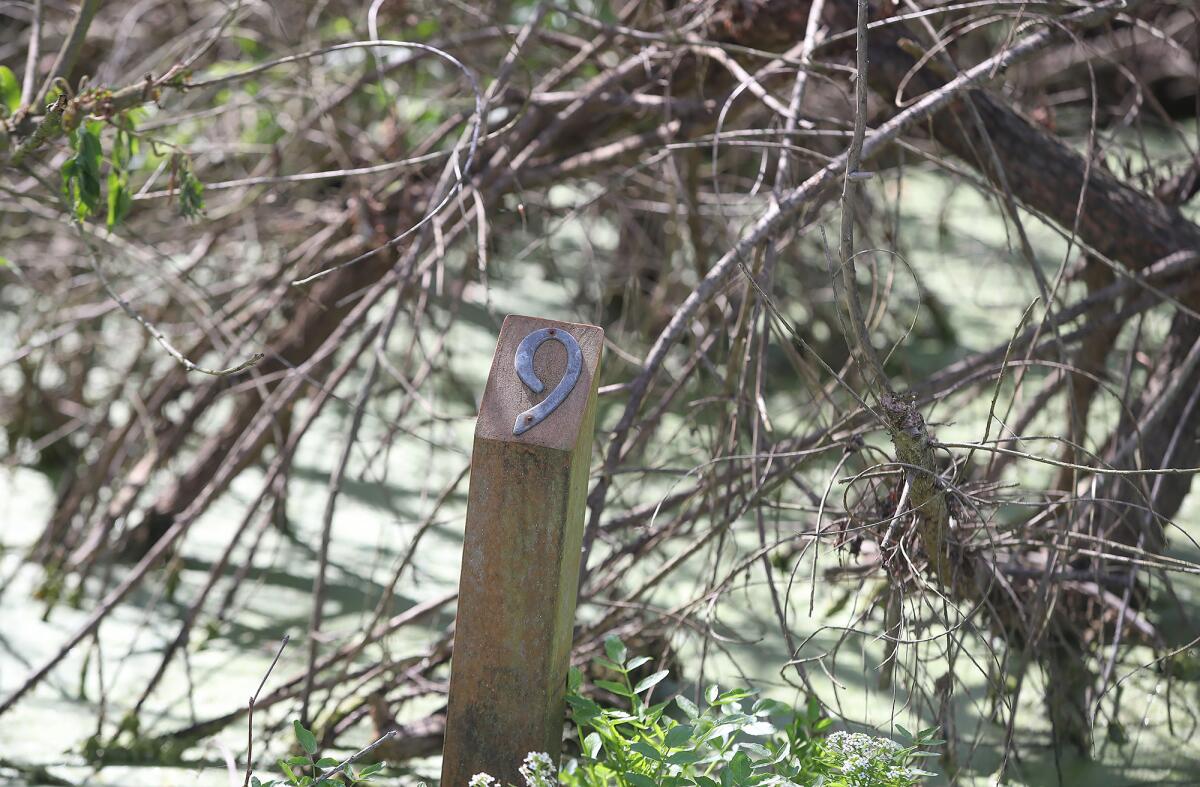 A buried trail marker on the overgrown area of the Shipley Nature Center.