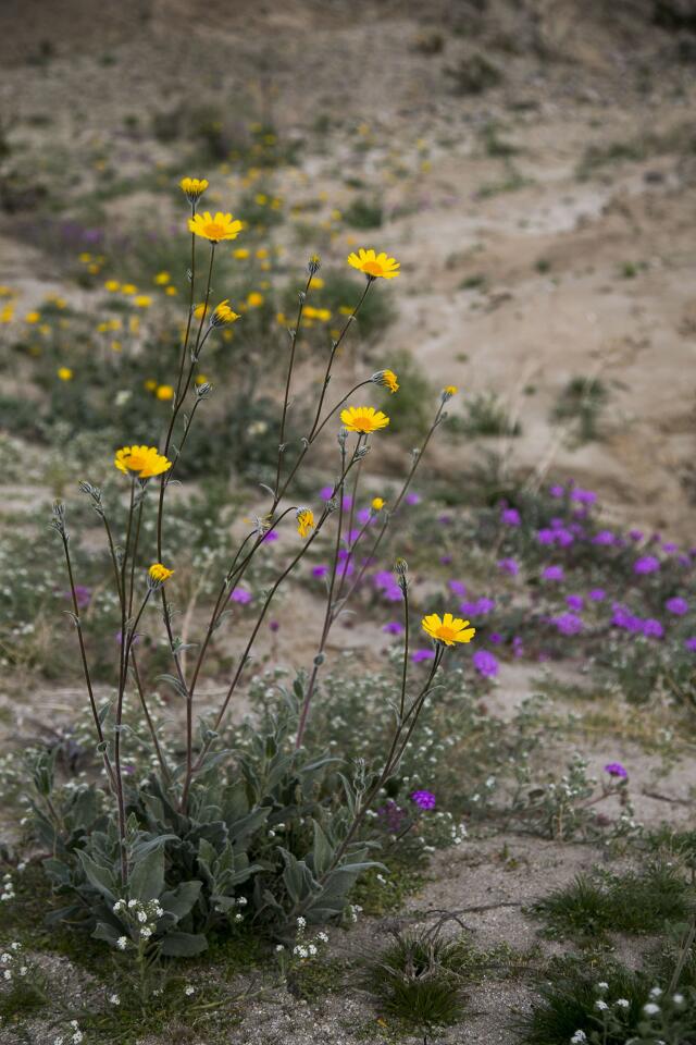 wildflower bloom