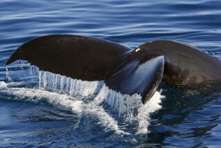 Whales flock to Dana Point, which was just named the first U.S. Whale Heritage Site 2.