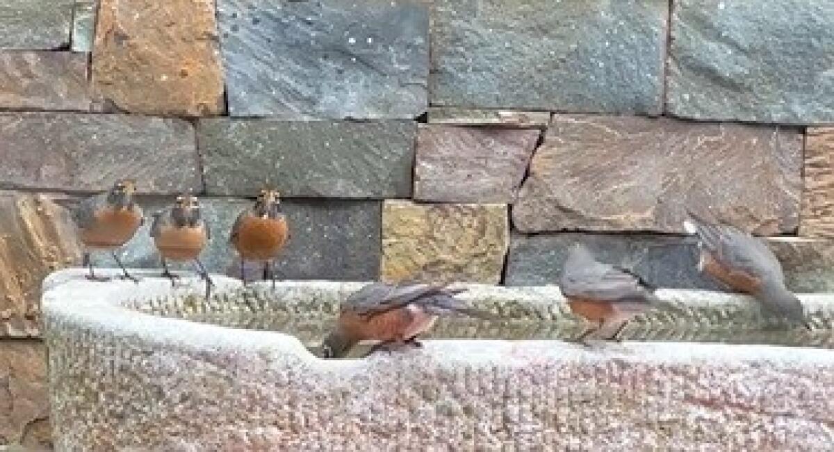 Robins drink out of a decorative water trough in a La Jolla garden Feb. 5.