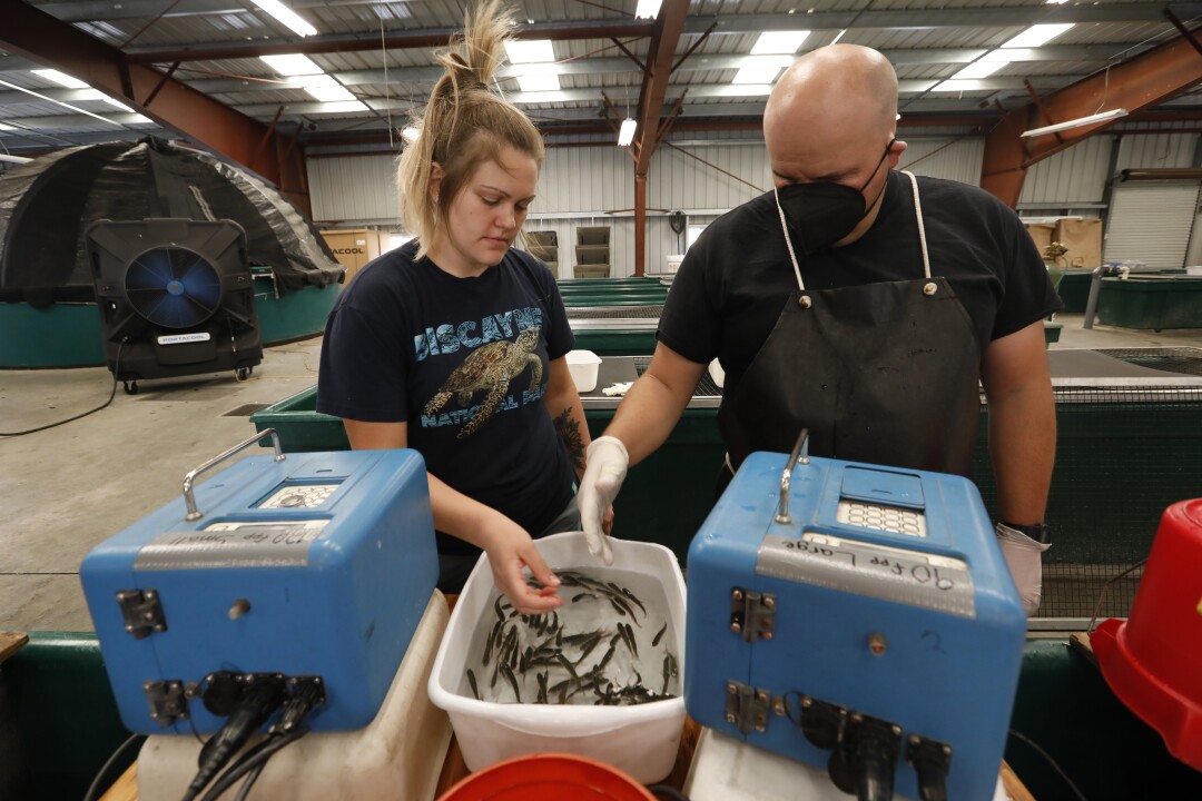Biologists Emily Van Seeters and Rory Taylor tag juvenile coho salmon.