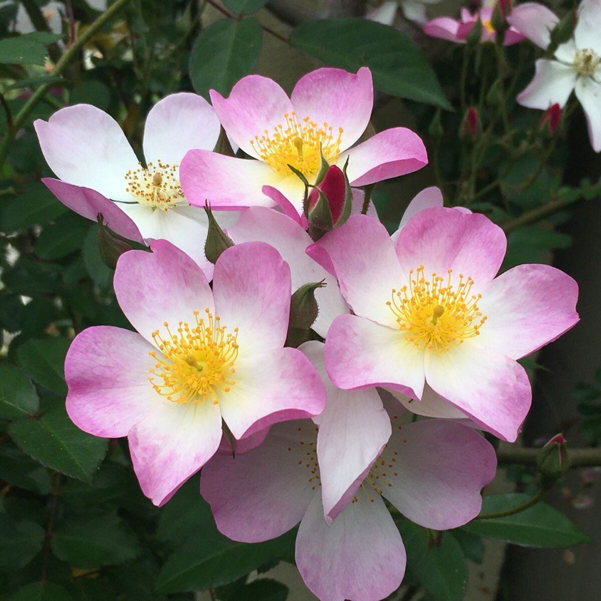 ‘Lyda Rose’ is a very healthy and hardy single petal large shrub rose.