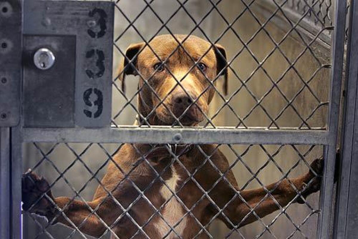 A pit bull in a cage at a Los Angeles County animal shelter in Carson. During the last fiscal year, which ended in June, the county system took in 85,975 animals.