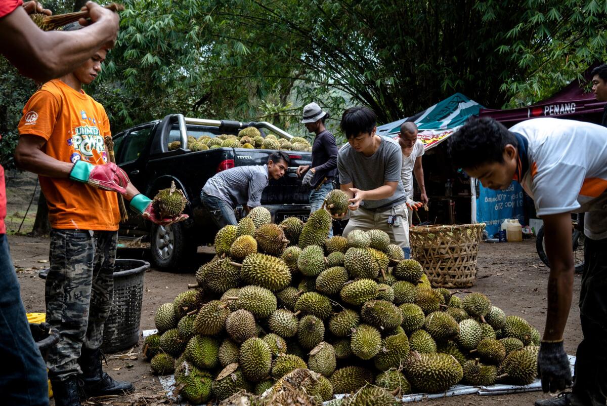 Tan Eow Chong's workers harvest durians on a farm as his son, Tan Chee Keat, center, checks the quality of the harvest, in Bayan Lepas, Malaysia.