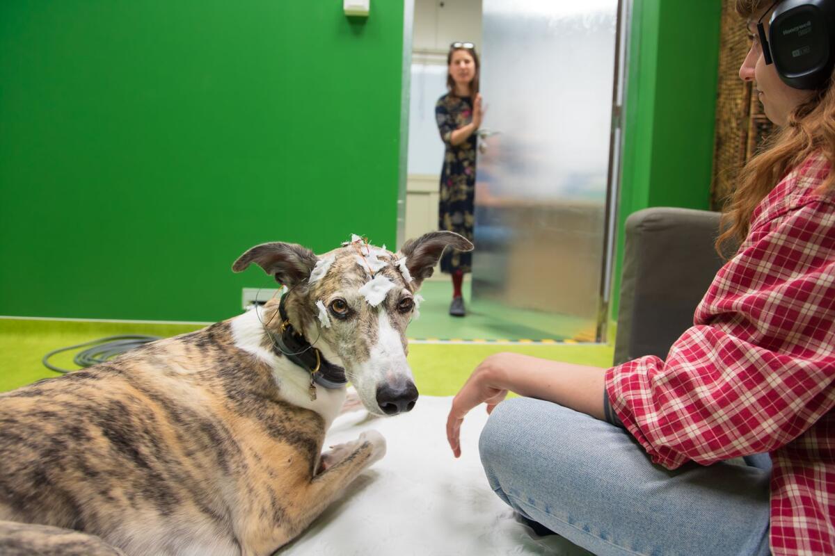 Arbó, a sighthound outfitted with EEG electrodes, rests with its owner before taking a vocabulary test.