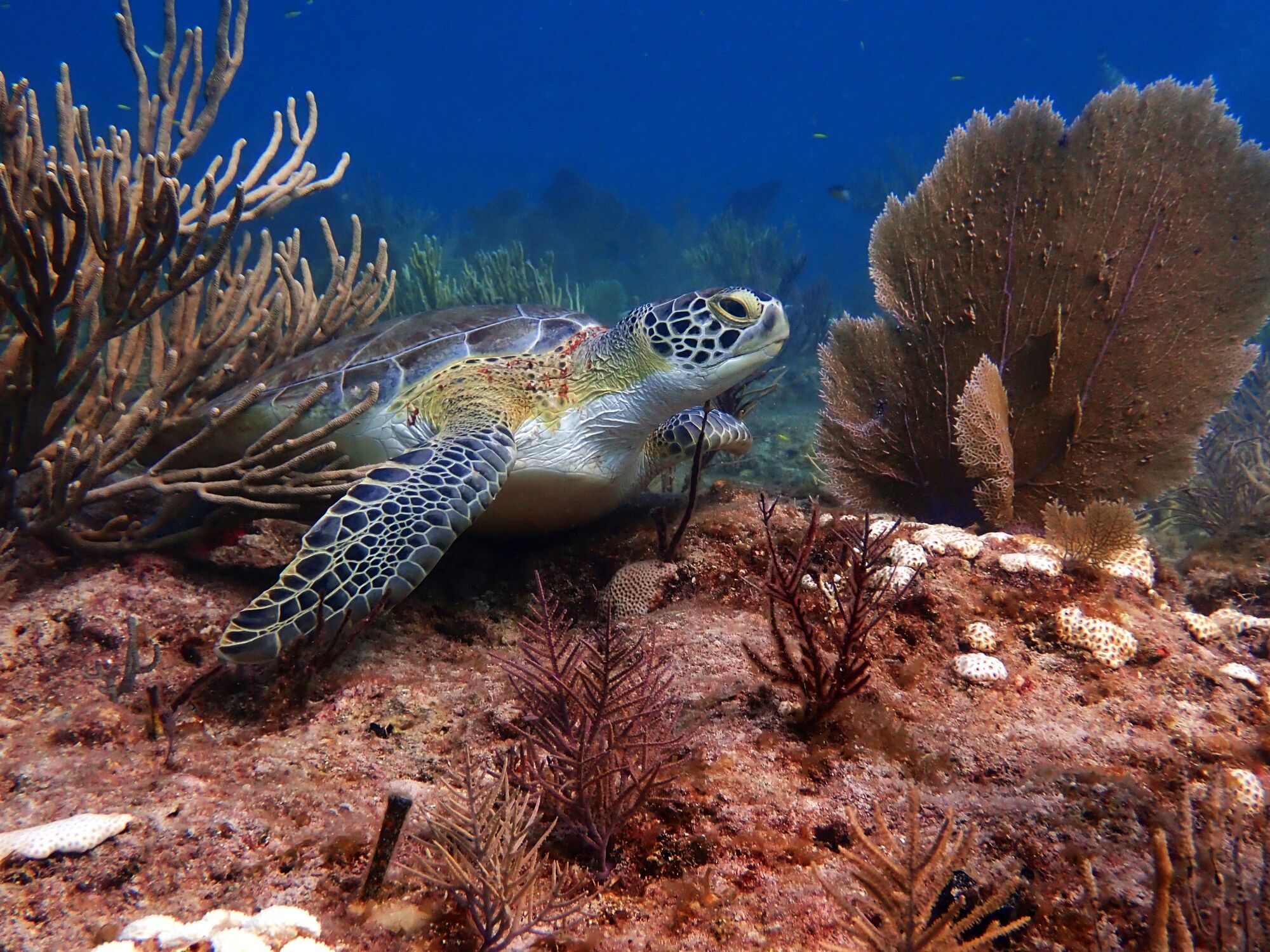 A sea turtle swims amid coral.